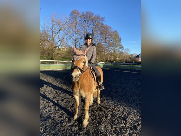 Edelbluthaflinger Caballo castrado 15 años 145 cm Alazán in Crimmitschau
