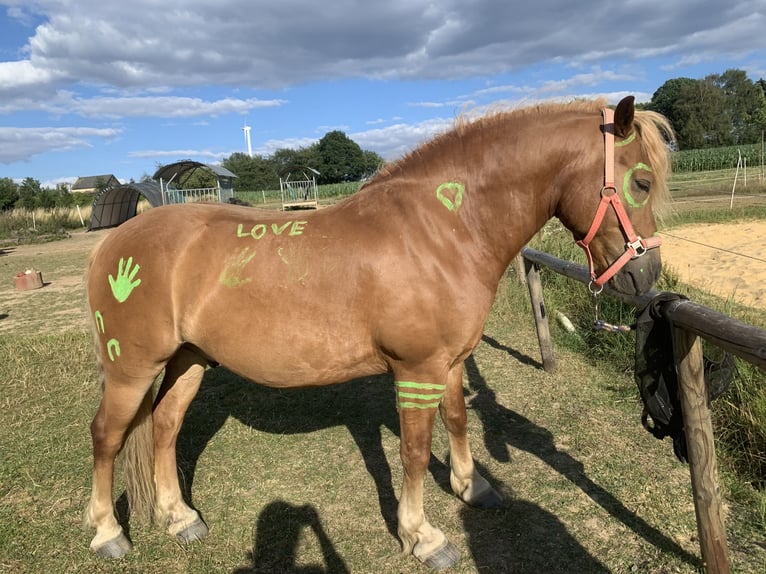 Edelbluthaflinger Caballo castrado 15 años 148 cm Alazán in Holzhausen