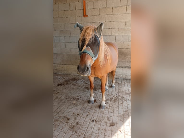 Edelbluthaflinger Caballo castrado 15 años 148 cm Alazán in Holzhausen