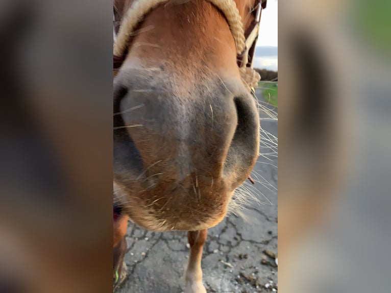 Edelbluthaflinger Caballo castrado 15 años 148 cm Alazán in Holzhausen