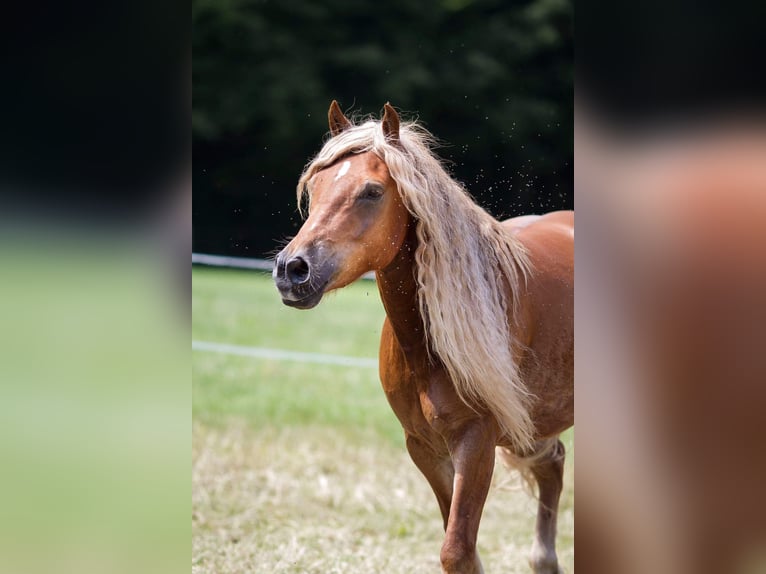 Edelbluthaflinger Caballo castrado 15 años 148 cm Alazán in Holzhausen