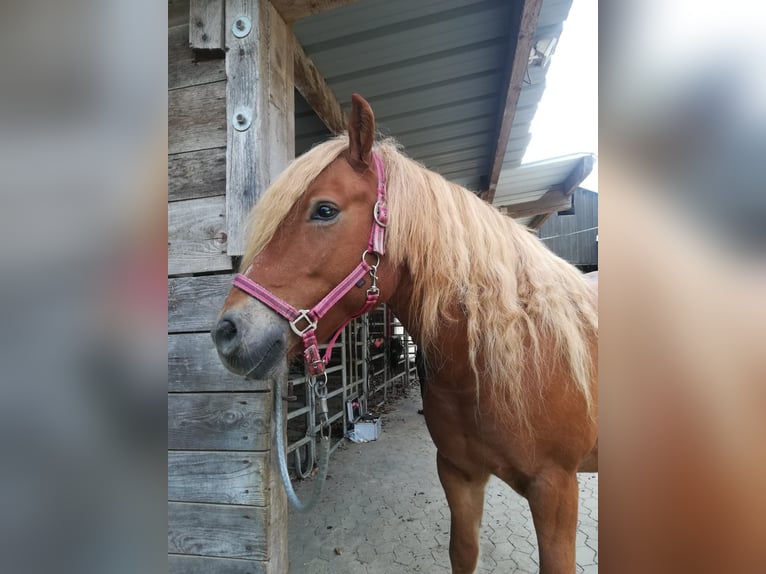 Edelbluthaflinger Caballo castrado 15 años 148 cm Alazán in Holzhausen