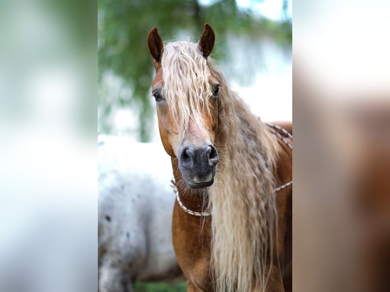 Edelbluthaflinger Caballo castrado 15 años 148 cm Alazán in Holzhausen