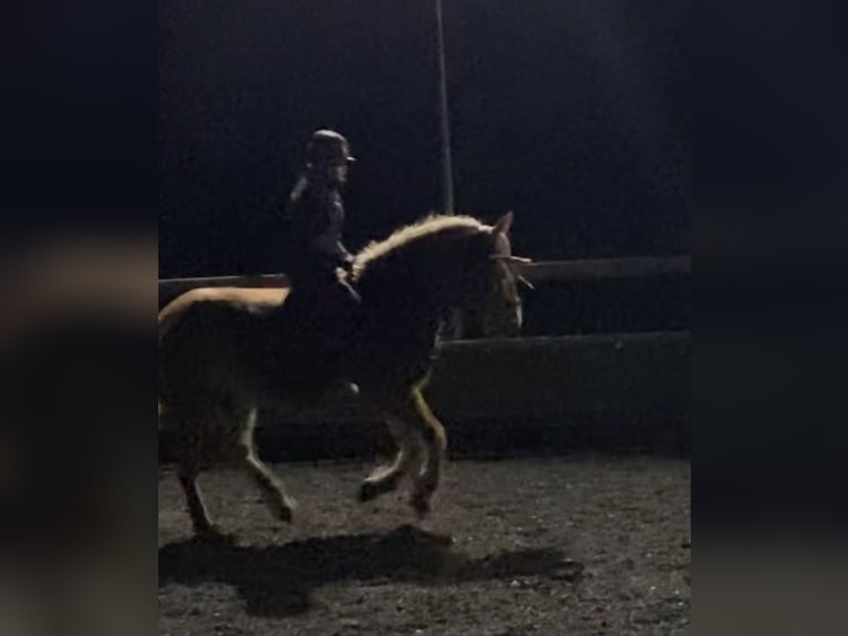 Edelbluthaflinger Caballo castrado 16 años 145 cm Alazán in Crimmitschau