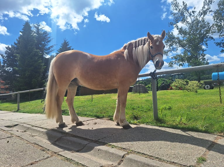 Edelbluthaflinger Caballo castrado 16 años  in Auengrund