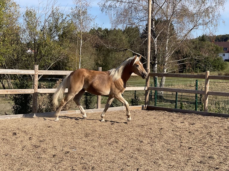Edelbluthaflinger Caballo castrado 1 año 144 cm Alazán in EngelsbrandEngelsbrand