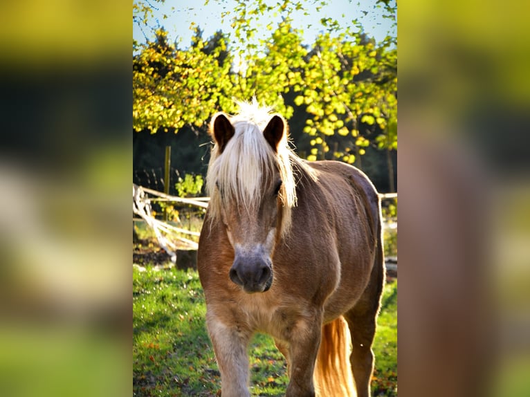 Edelbluthaflinger Caballo castrado 20 años 150 cm in Alfdorf