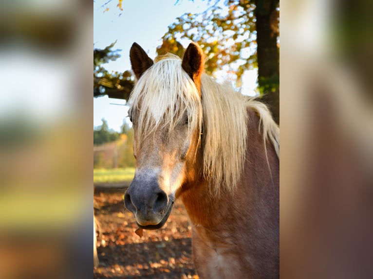 Edelbluthaflinger Caballo castrado 20 años 150 cm in Alfdorf