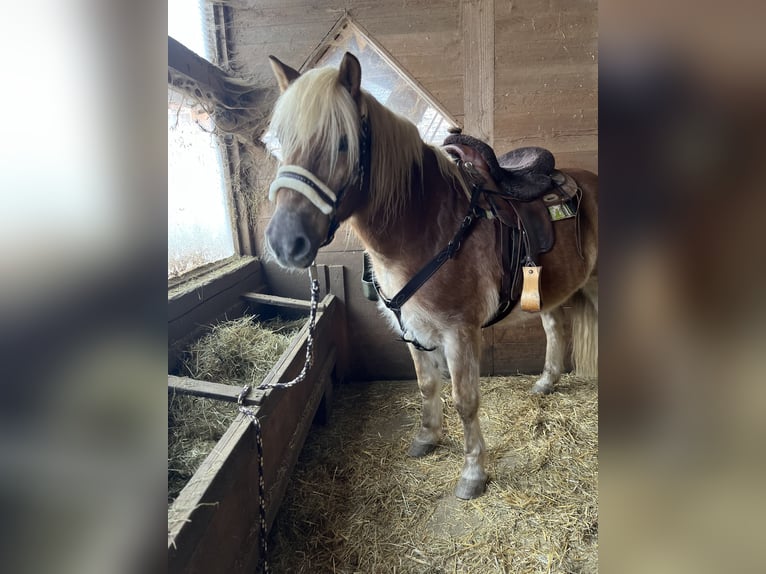 Edelbluthaflinger Caballo castrado 20 años 150 cm in Alfdorf