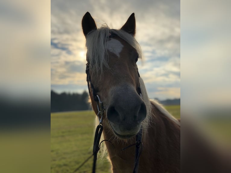 Edelbluthaflinger Caballo castrado 21 años 150 cm in Alfdorf