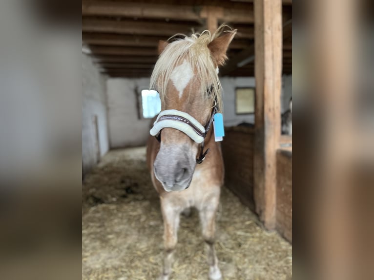 Edelbluthaflinger Caballo castrado 21 años 150 cm in Alfdorf