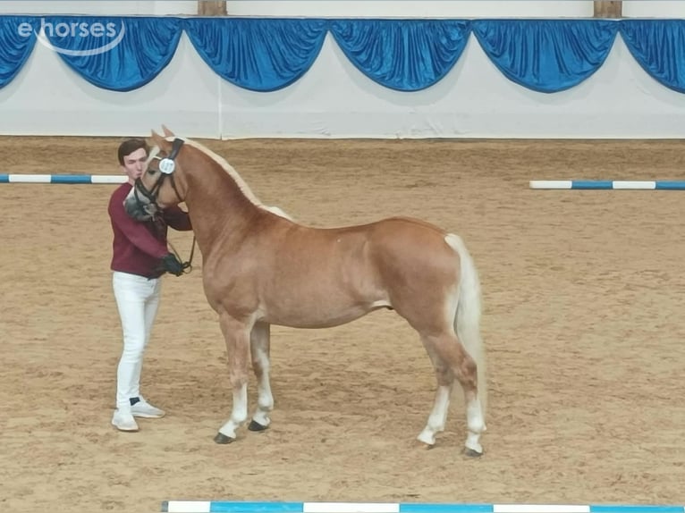 Edelbluthaflinger Caballo castrado 2 años 146 cm Alazán in Erxleben