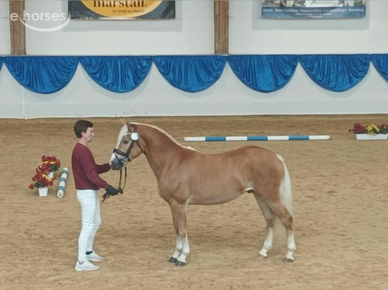 Edelbluthaflinger Caballo castrado 2 años 146 cm Alazán in Erxleben