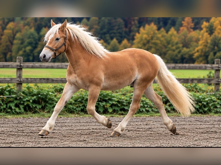 Edelbluthaflinger Caballo castrado 2 años 146 cm  in Oberstaufen