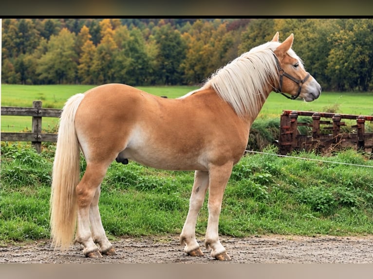 Edelbluthaflinger Caballo castrado 2 años 146 cm  in Oberstaufen