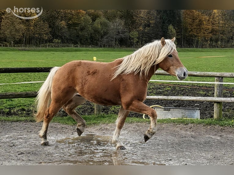Edelbluthaflinger Caballo castrado 2 años 148 cm Alazán in Bayrischzell