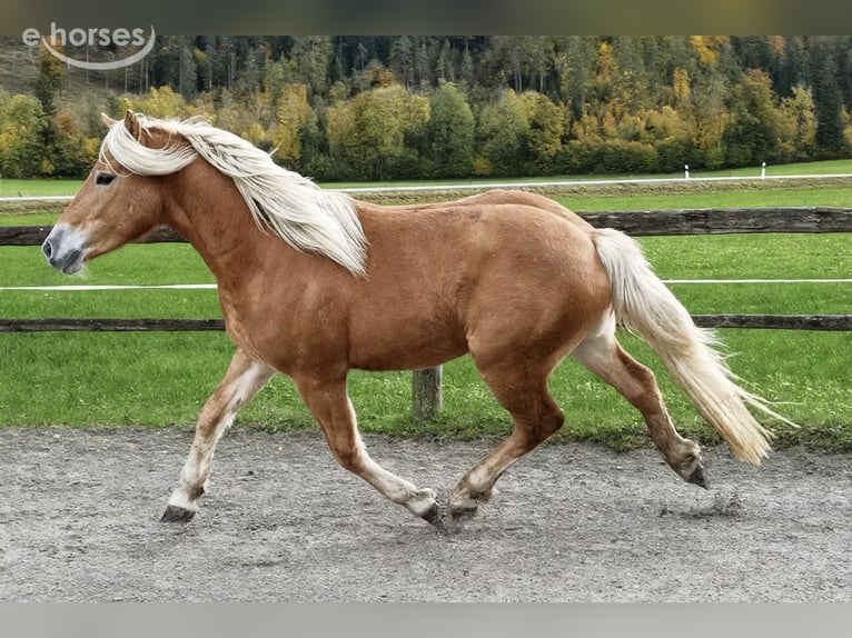 Edelbluthaflinger Caballo castrado 2 años 148 cm Alazán in Bayrischzell