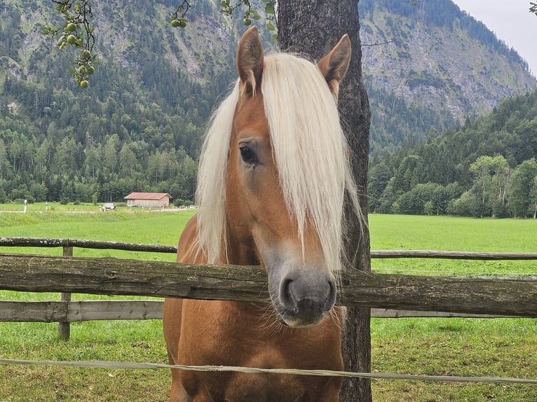 Edelbluthaflinger Caballo castrado 2 años 148 cm Alazán in Bayrischzell