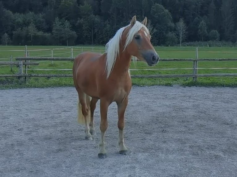 Edelbluthaflinger Caballo castrado 2 años 148 cm Alazán-tostado in Bayrischzell