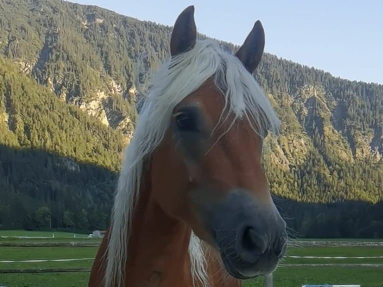 Edelbluthaflinger Caballo castrado 2 años 148 cm Alazán-tostado in Bayrischzell