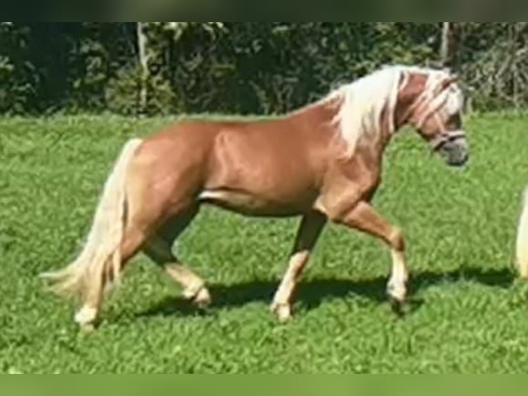 Edelbluthaflinger Caballo castrado 2 años 148 cm Alazán-tostado in Bayrischzell