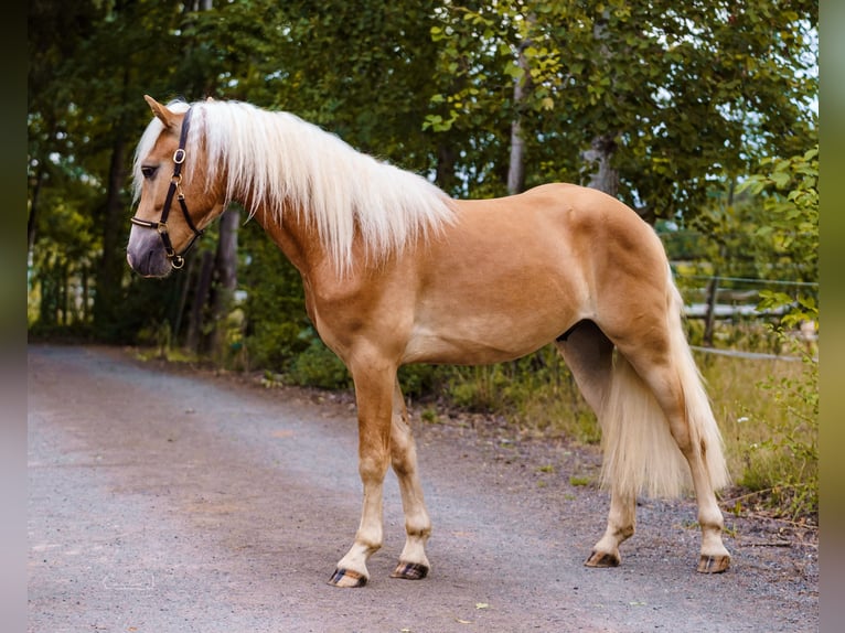 Edelbluthaflinger Caballo castrado 2 años 149 cm Alazán in Bayreuth