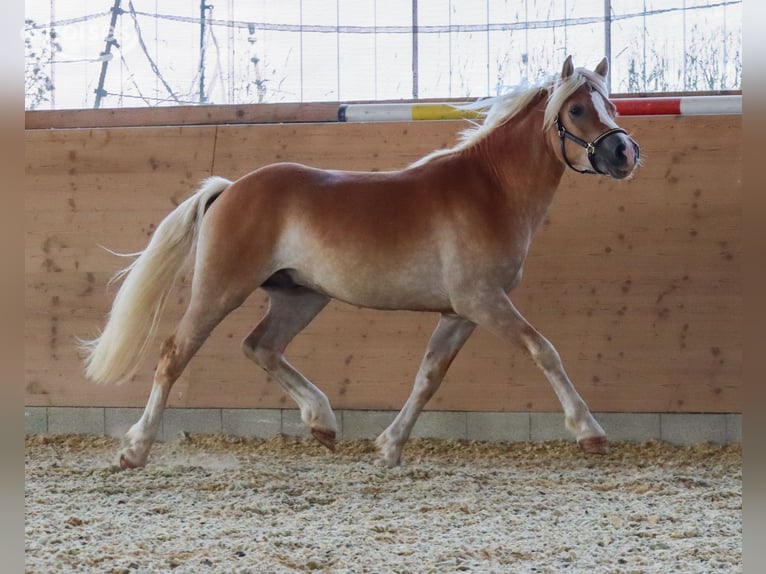 Edelbluthaflinger Caballo castrado 2 años Alazán in Ebermannsdorf