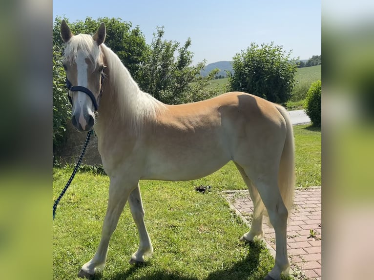 Edelbluthaflinger Caballo castrado 2 años in Eppstein