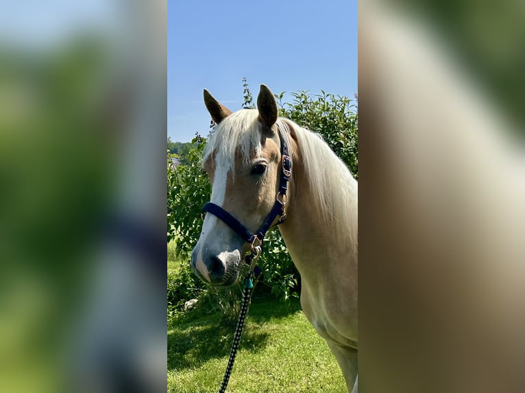 Edelbluthaflinger Caballo castrado 2 años in Eppstein