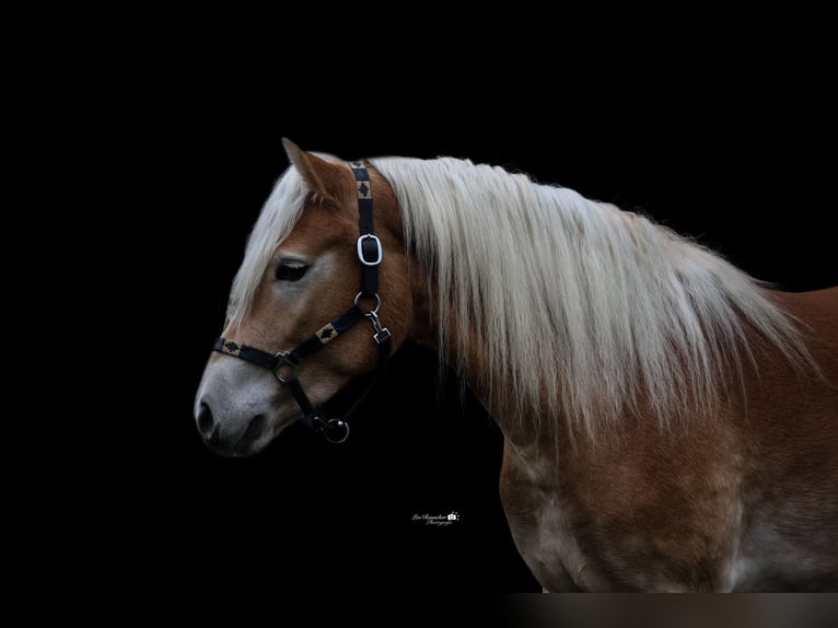 Edelbluthaflinger Caballo castrado 3 años 144 cm Alazán in Binswangen