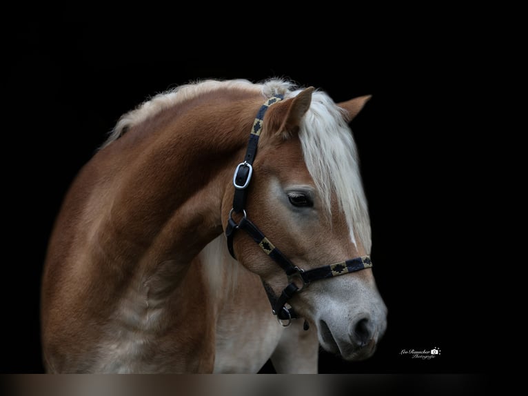 Edelbluthaflinger Caballo castrado 3 años 144 cm Alazán in Binswangen