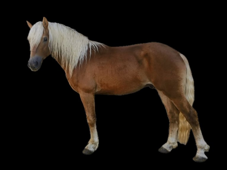 Edelbluthaflinger Caballo castrado 3 años 146 cm Alazán in Bayrischzell