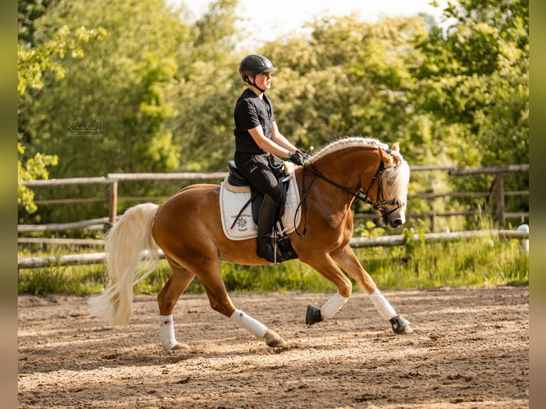 Edelbluthaflinger Caballo castrado 3 años 147 cm Alazán in Bayreuth