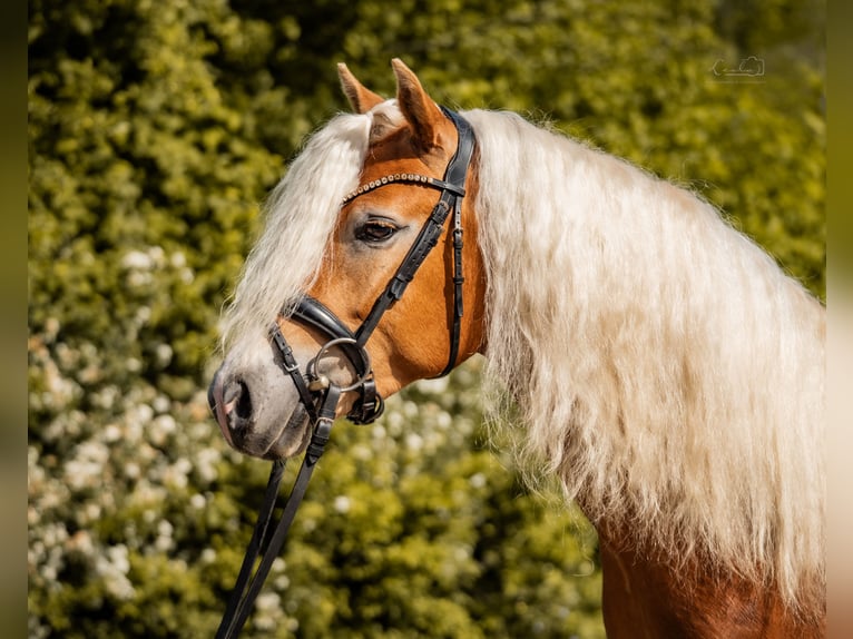 Edelbluthaflinger Caballo castrado 3 años 147 cm Alazán in Bayreuth