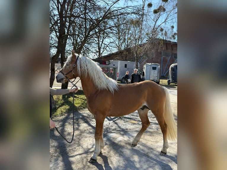 Edelbluthaflinger Caballo castrado 3 años 147 cm Alazán in Erdweg