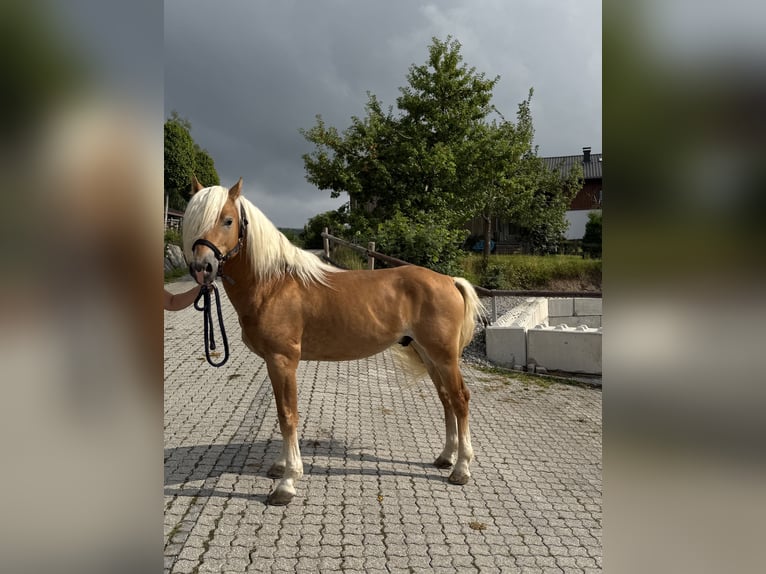 Edelbluthaflinger Caballo castrado 3 años 147 cm Alazán in Erdweg
