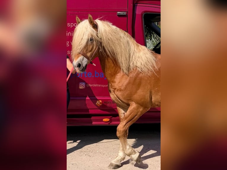 Edelbluthaflinger Caballo castrado 3 años 147 cm Alazán in Erdweg