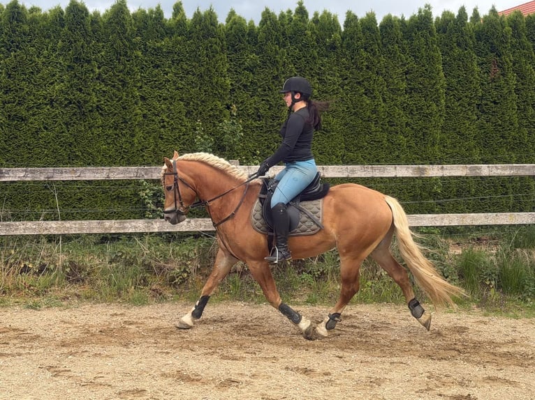 Edelbluthaflinger Caballo castrado 3 años 147 cm Alazán in Erdweg