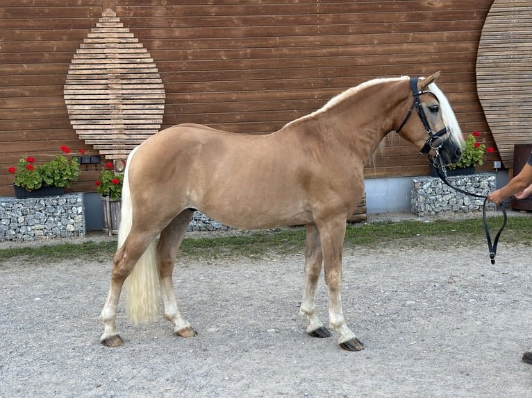 Edelbluthaflinger Caballo castrado 3 años 147 cm Castaño claro in Bad Feilnbach