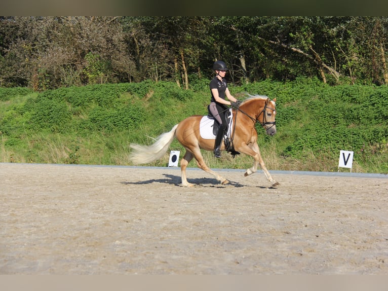 Edelbluthaflinger Caballo castrado 3 años 147 cm Castaño claro in Bad Feilnbach