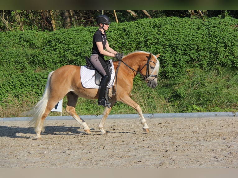 Edelbluthaflinger Caballo castrado 3 años 147 cm Castaño claro in Bad Feilnbach