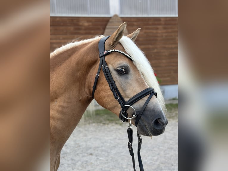 Edelbluthaflinger Caballo castrado 3 años 147 cm Castaño claro in Bad Feilnbach