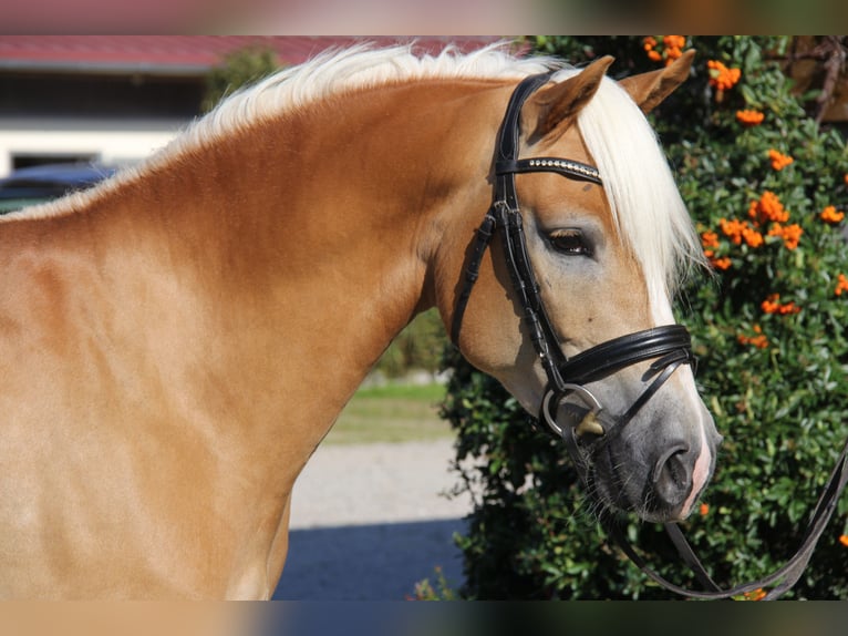 Edelbluthaflinger Caballo castrado 3 años 148 cm Alazán in Bad Feilnbach