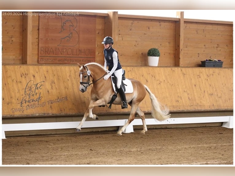 Edelbluthaflinger Caballo castrado 3 años 148 cm Alazán in Bad Feilnbach