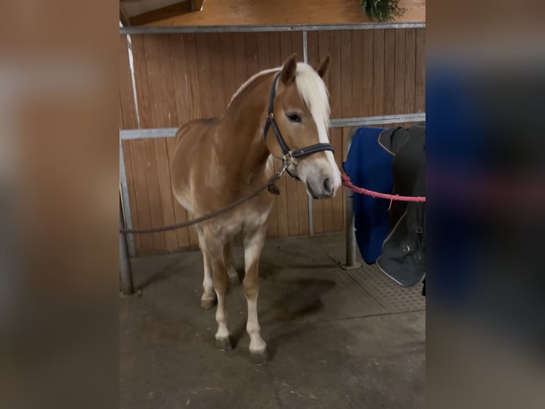 Edelbluthaflinger Caballo castrado 3 años 148 cm Alazán in Bad Feilnbach