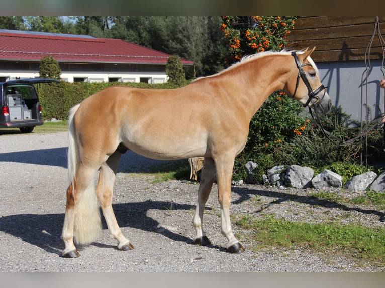 Edelbluthaflinger Caballo castrado 3 años 148 cm Alazán in Bad Feilnbach