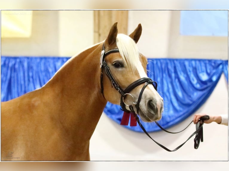 Edelbluthaflinger Caballo castrado 3 años 148 cm Alazán in Bad Feilnbach