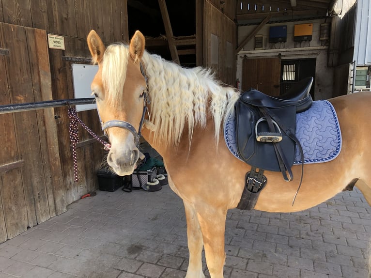 Edelbluthaflinger Caballo castrado 3 años 148 cm Alazán in Tussenhausen