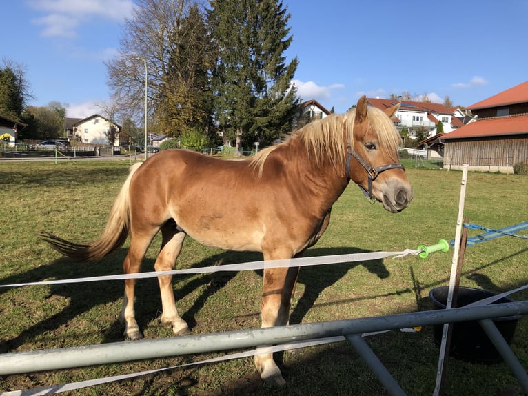 Edelbluthaflinger Caballo castrado 3 años 148 cm Alazán in Tussenhausen