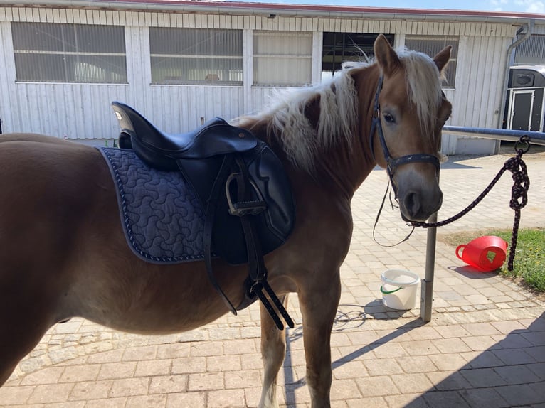 Edelbluthaflinger Caballo castrado 3 años 148 cm Alazán in Tussenhausen